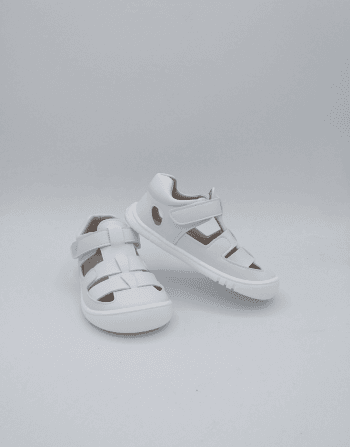 PF271 CANGREJERA BLANCA